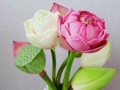-FEI FEI FLOWER鲜花店·气球派对·宝宝宴布置(虹口德必运动Loft店)