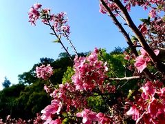 -狐尾山公园