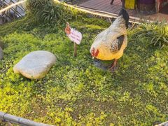 -土灶人家柴火鸡(都江堰店)