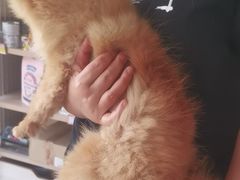 -艾贝尔宠物医院·狂犬免疫点(江山金象城店)