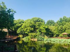 -上海滨江森林公园