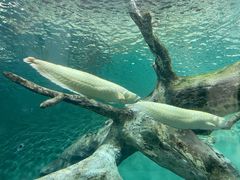 -上海海洋水族馆