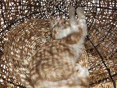 -飞行喵MR PILOT|猫舍·猫咖(静安大融城店)