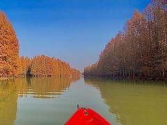 -上海海湾国家森林公园