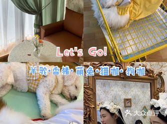 西安最全萌宠集合店️｜羊驼·香猪·萌兔·猫咖·狗咖