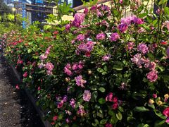 -钱江新城灯光秀