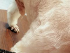 -汤姆宠物(长青北路店)