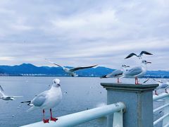 -海埂大坝
