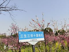 -南汇桃花村