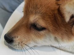 -怪兽屋·羊驼·猫咖·狗咖(俊华广场店)