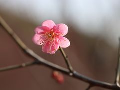 -无锡梅园公园