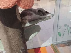 -糯米喵星人总部直营旗舰店·猫舍·幼猫出售