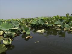 -洪湖生态旅游区