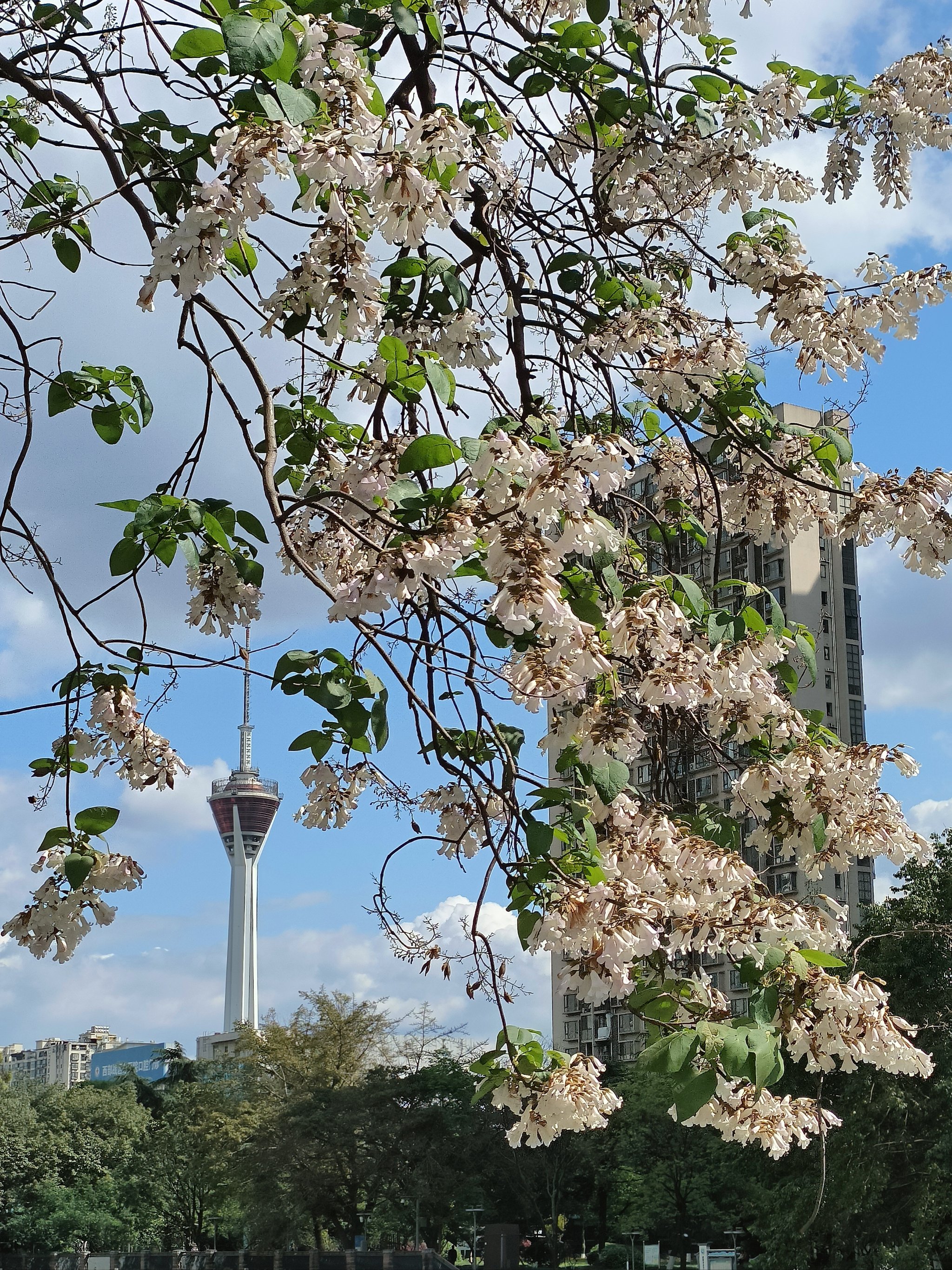 我的城市开花了