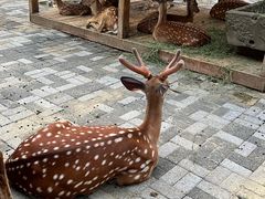 -长白岛森林公园