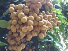 -东方鼎信农副产品交易中心