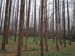 -东平国家森林公园