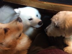 -百好乐宠物友好餐厅(朝外大街店)