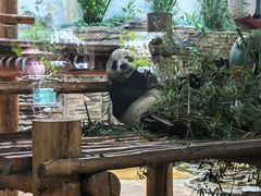 -西霞口神雕山野生动物世界