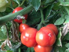 -万源龙顺度假庄园生态观光园