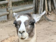 -鄂尔多斯野生动物园