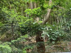 -上海佘山国家森林公园天马山园