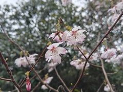 -十里琅珰