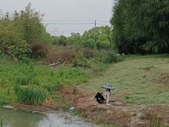 -贡湖湾湿地公园