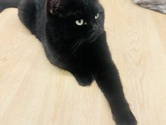 -有喵·猫咖·狗咖·30几只猫10只小狗(岗厦店)