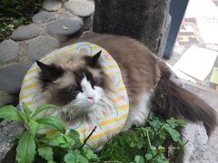 -喵屿·大理花园猫咖