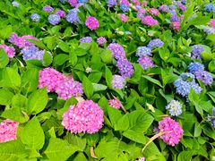 -金银湖国家城市湿地公园