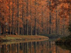 -黄海国家森林公园