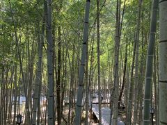 -祁门牯牛降观音堂风景区