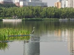 -莲花池公园