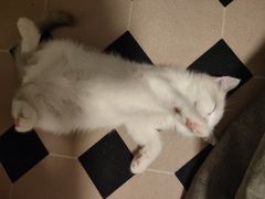 -创凡宠物医院·骨专科  猫科中心(西乡分院)