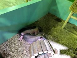 -酷嗒动物文化乐园(cutezoo西溪乐天城店)