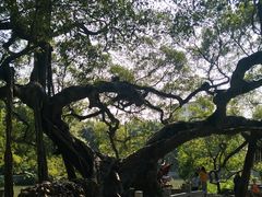-小洲村