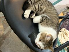 -喵屿·大理花园猫咖