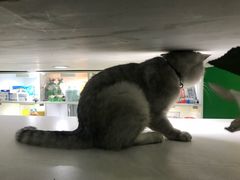 -李小姐の猫咖啡馆(五角场店)