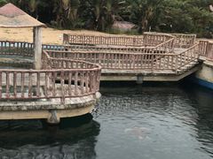 -广东惠东海龟国家级自然保护区