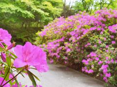 -上海滨江森林公园