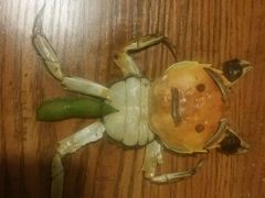android_upload_pic-随州碧桂园凤悦凤凰酒店