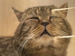 -囡的喵喵酱·萌宠生活馆·宠物洗护美容(胶州路店)