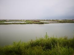 -哈素海
