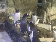 -成都浩海立方海洋公园