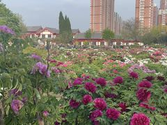 -曹州百花园