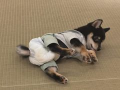 -逗柴咖啡屋·狗咖猫咖宠物桌游