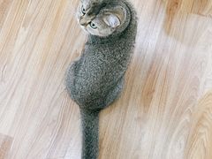 -COLOR PETS 撸猫馆·购猫·猫咖(长风大悦城店)
