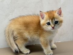 -翊宠yipet猫狗购宠庄园犬舍•猫舍