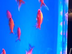 -蜀锦堂·川味现炒(襄阳武商汇店)